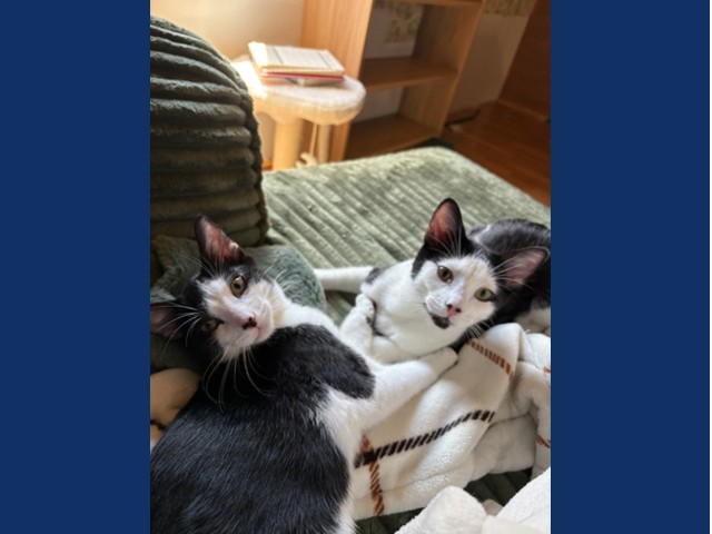 Potato Chip & Salt Potato: Pets of the Week