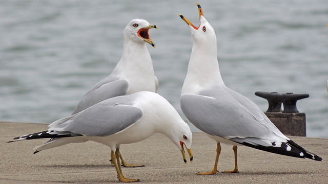 sea gulls field notes brad gibson 1.16.2026