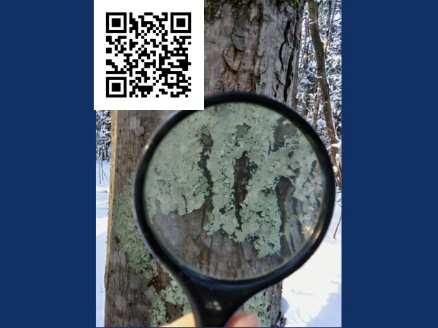 super powers of lichens jam 2026