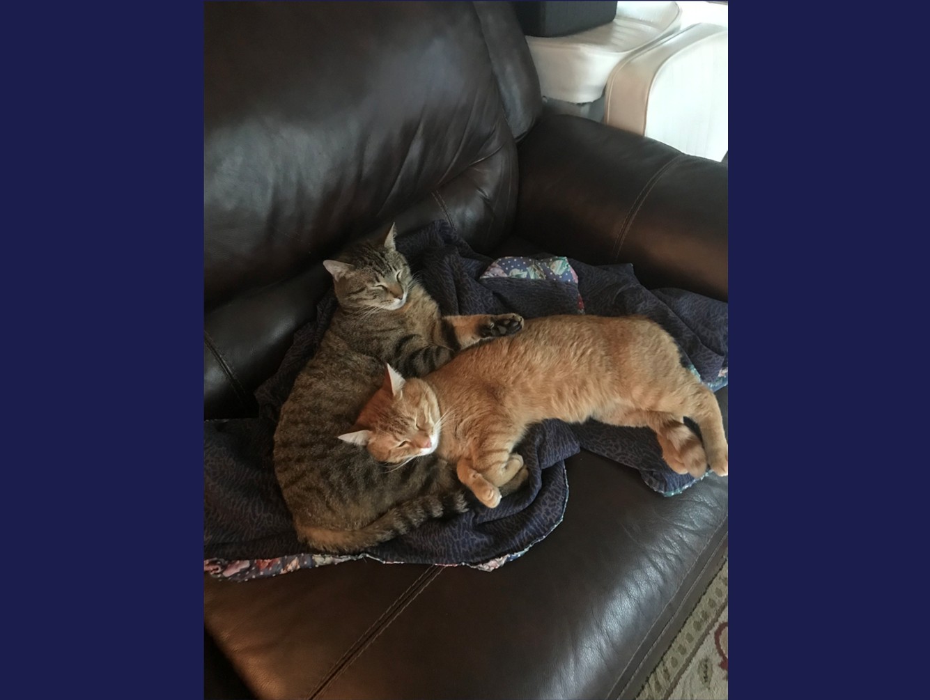 Bilbo and Baloo: Pets of the Week
