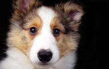 easy-to-train-dogs sm