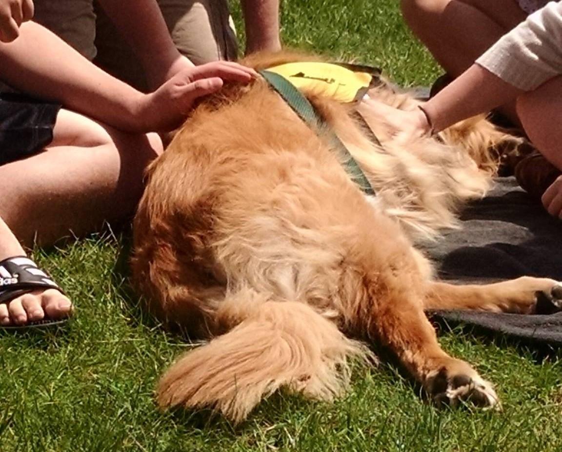 SUNY Oswego Destress 3 e1431788800695