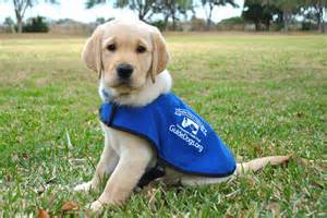 cutepup