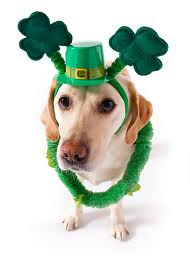 lucky dog