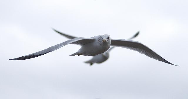 Seagull JM