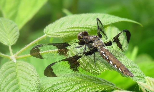 dragon fly