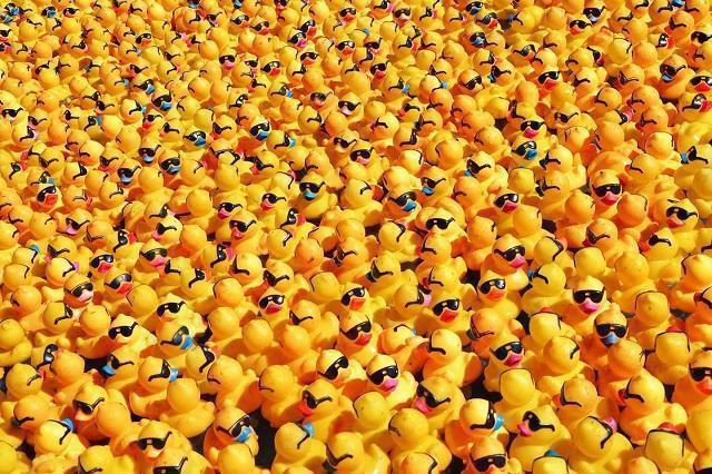 duck derby fulton lions
