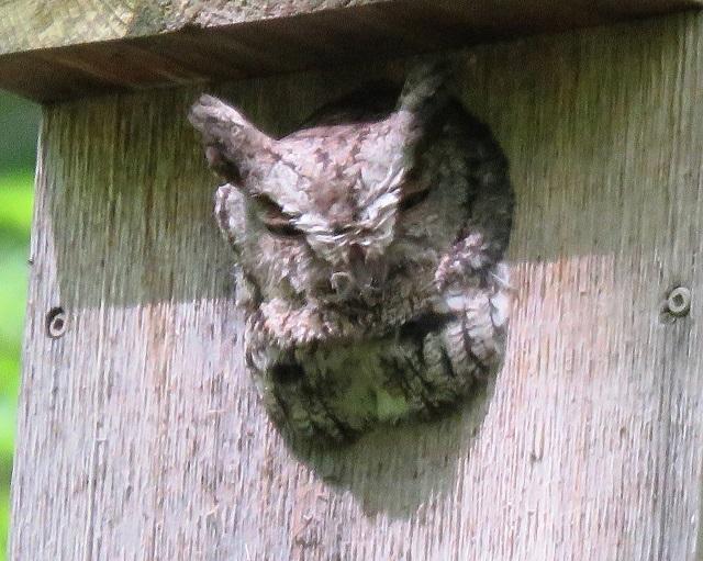 owl prowl