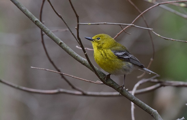 Amboy 4H bird song saunter