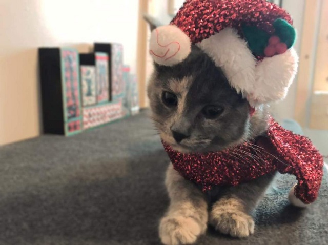 PetSmart Holiday Adoption