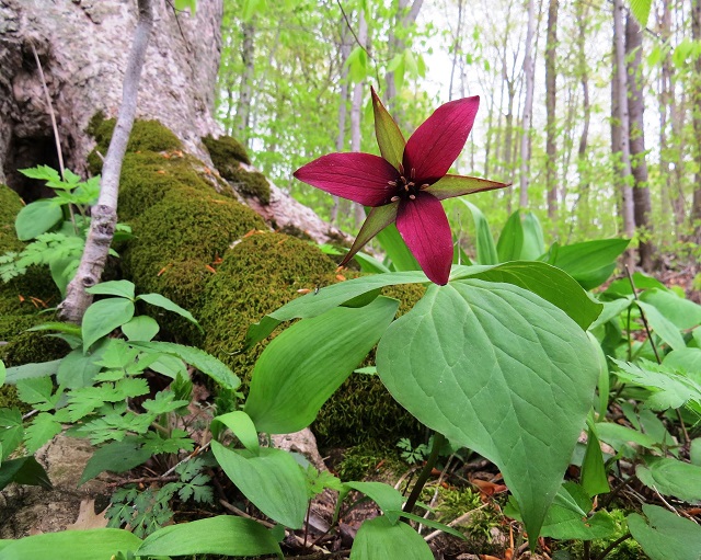 wildflower walk sterling