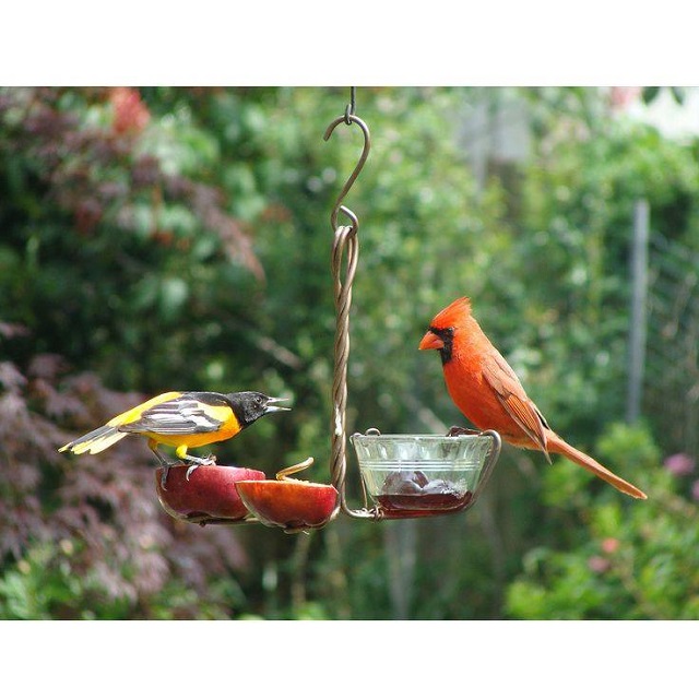 iHeart Oswego Attracting Birds to Your Backyard!
