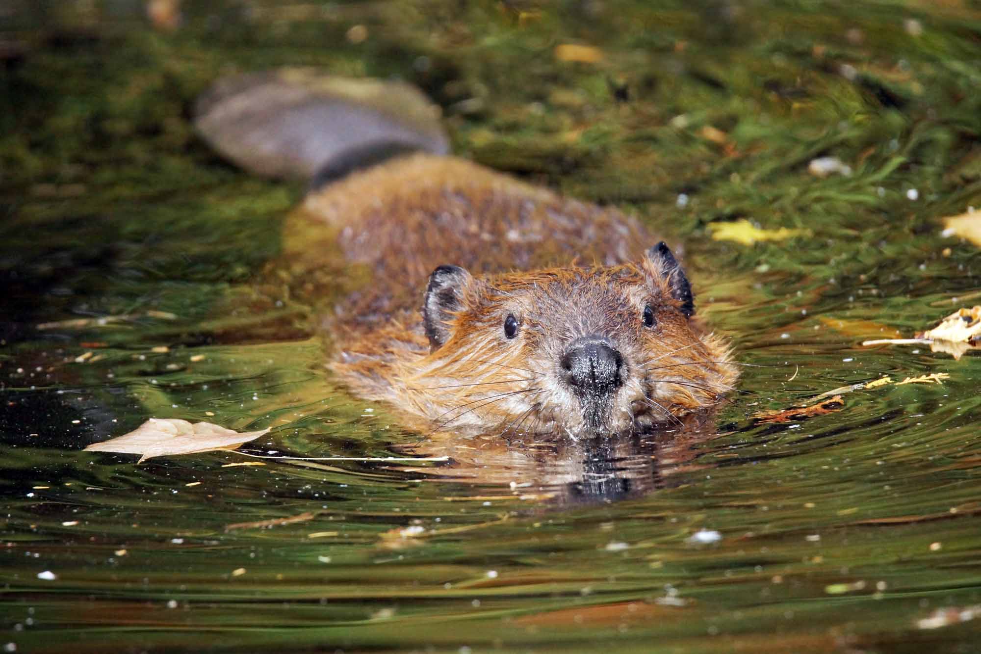 beaver