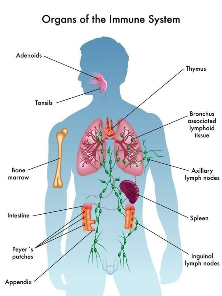 immune