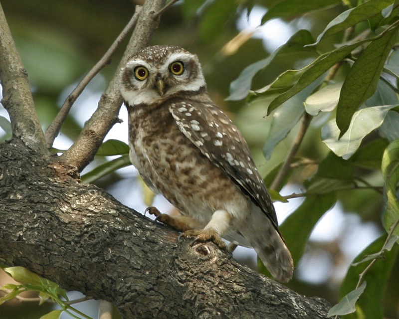 owlet