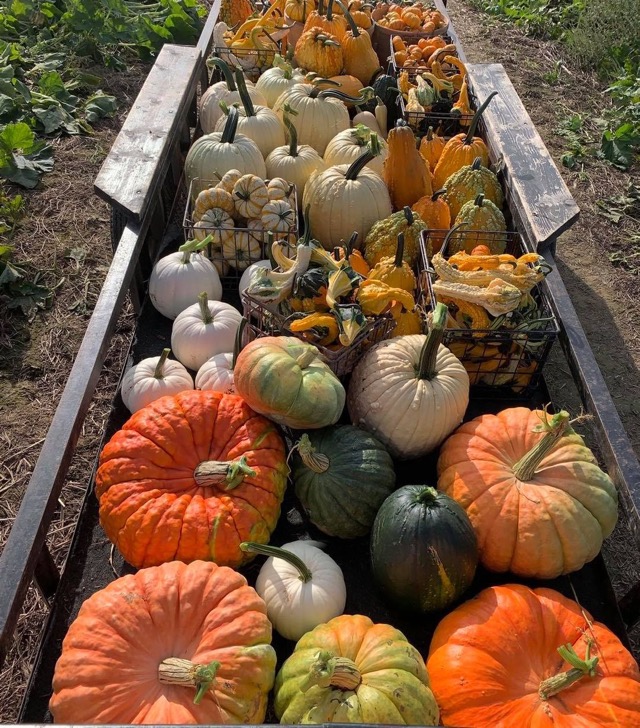 iHeart Oswego Granger's Tree Farm & Pumpkins!!!