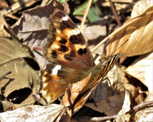 butterfly