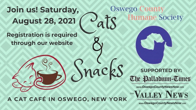 catsandsnack