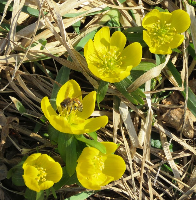 sterlingspring