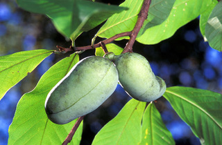 PawPaw