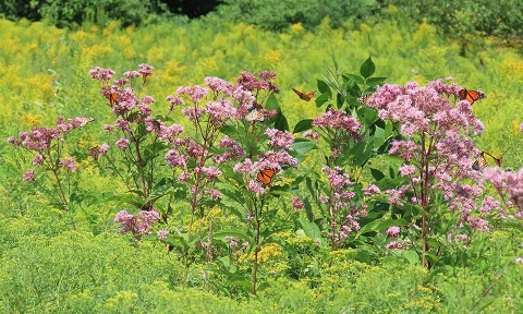 GrowYourOwnNativeGarden