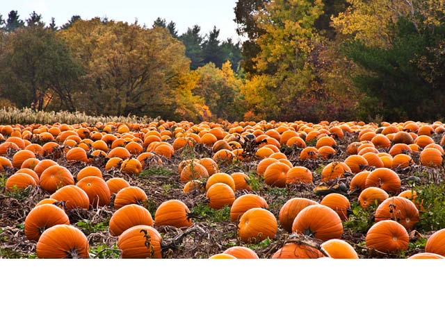 Oswego Public Library Pumpkin Patch Paint Day 10.13.23