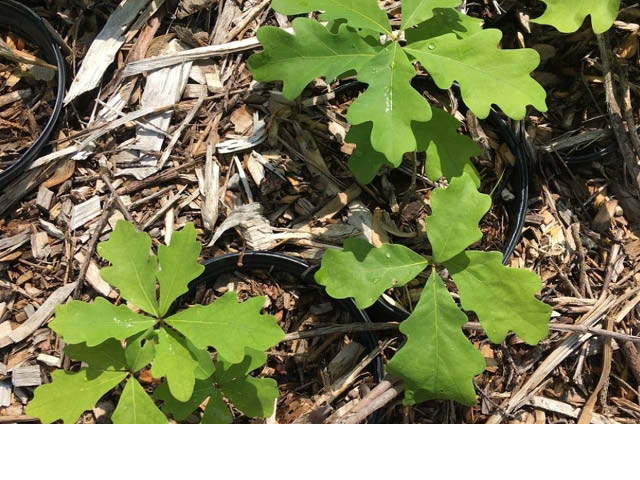Rice Creek Tree Seedling Giveaway 10.28.2023