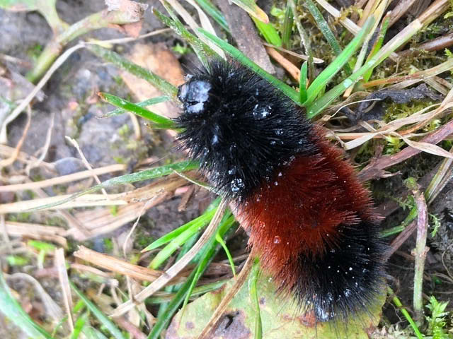 Rice Creek Wooly Bear Wander 11.4.2023 and 12.2.2023