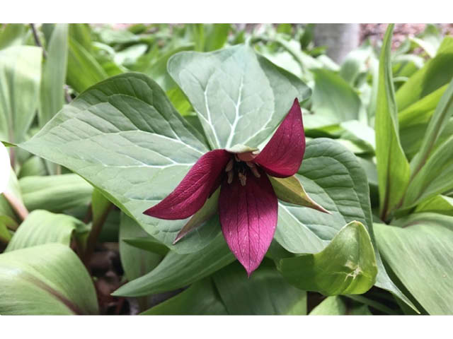 SUNY Oswego Guided Nature Walk Rice Creek Sept Oct 2023