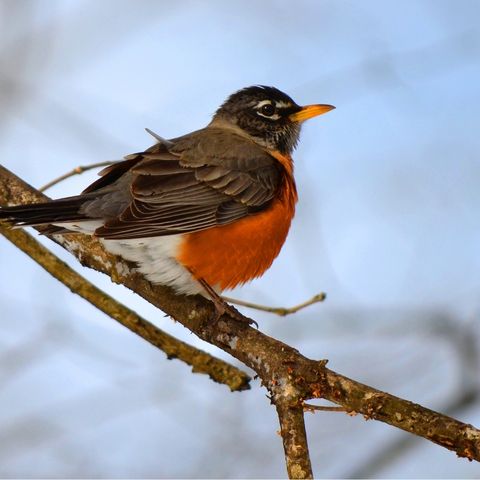 Winter Birds