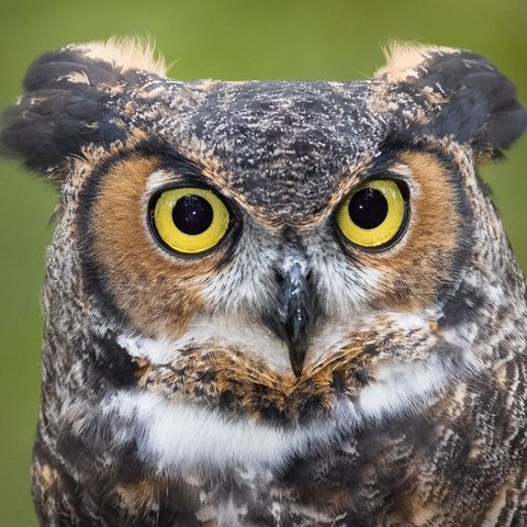 owl