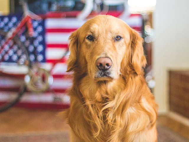 veteran dog day 10.13.2023