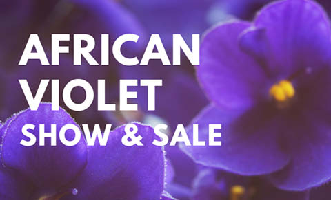 african violet show sale beaver lake 5.4 5.2024