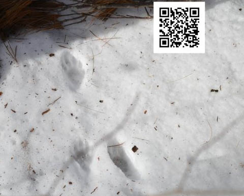 amboy 4h center discover animal tracks 11.9.2024