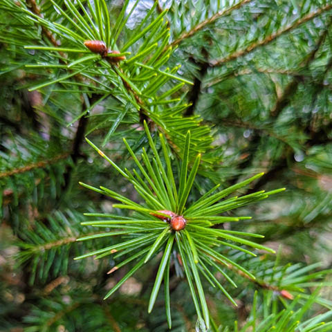 beaver lake nature walk 11.24.2024