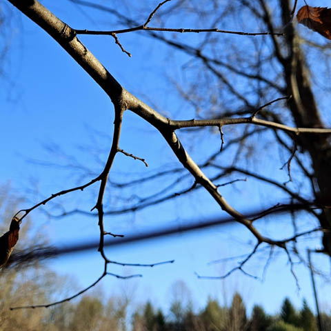 branch friday beaver lake 11.29.2024