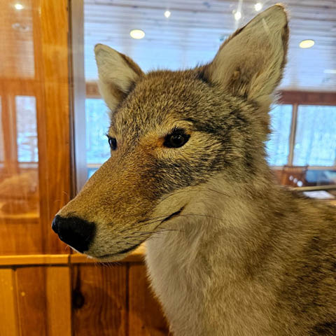 coyote chat beaver lake 12.24.2024