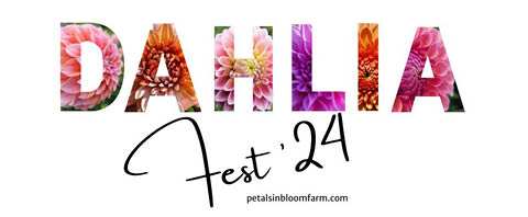 dahlia fest petals in bloom 9.14.2024