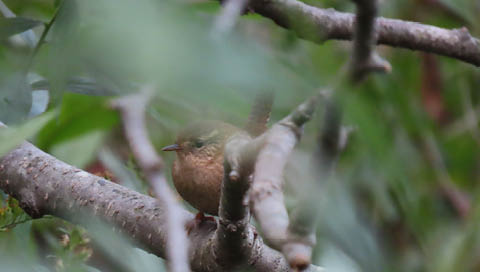 fall birding sterling nature center october 2024