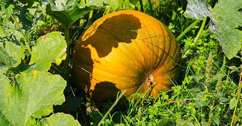 family fall festival sandy creek oswego county fairgrounds 10.4 6.2024