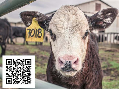 livestock workshops cce oswego county citi boces mexico may june 2024