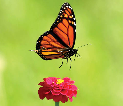 magnificent monarchs amboy 4h center 7.12.2024