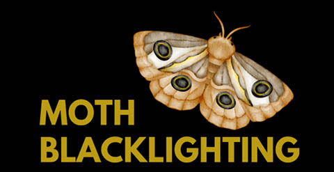 moth blacklighting beaver lake 7.6.2024