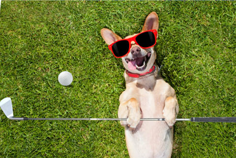 mutt putt yappy hour battle island 7.21.2024