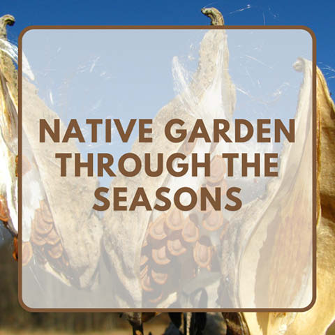 native garden through seasons series 2024