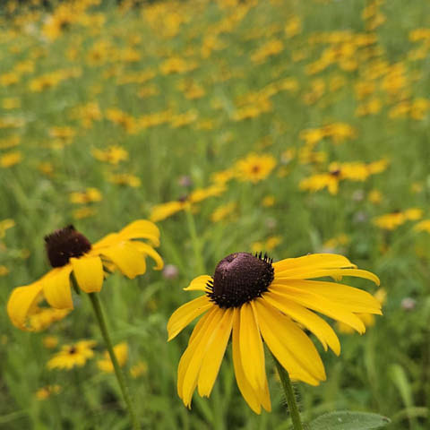 native gardens through the season beaver lake 7.3.2024