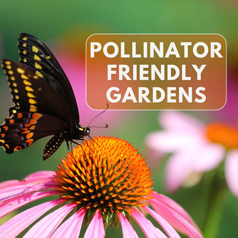 pollinator friendly gardens beaver lake 7.19.2024