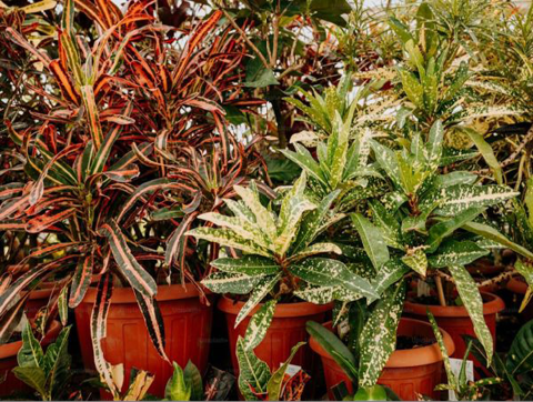 potted plant sale mt adnah 5.24.2024