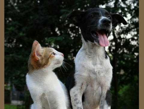 rabies clinic oswego town highway garage 10.16.2024