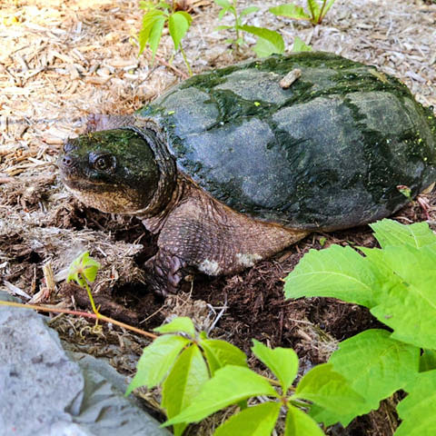 talking turtles beaver lake 6.9.2024